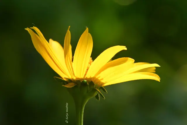Sonnenblume