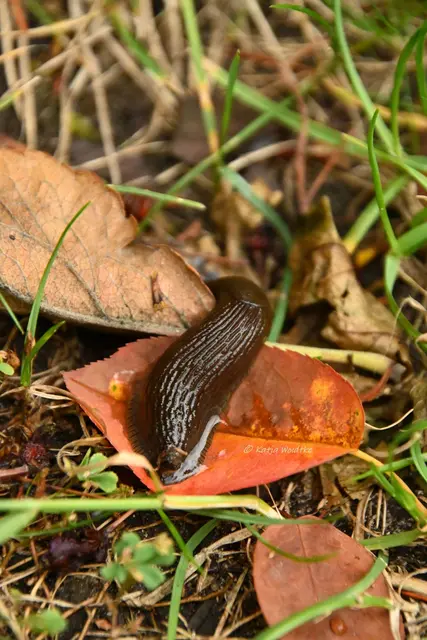 Nacktschnecke