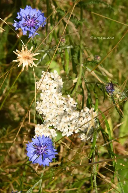 Wiesenblumen