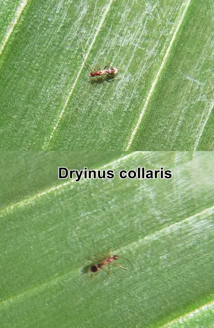 Zikadenwespe (odtN) Dryinus collaris  Carl von Linné  1767
Ordnung: Hautflügler (Hymenoptera)
Familie: Zikadenwespen (Dryinidae)
Gattung: Dryinus
Art: Dryinus collaris | Foto: GvMeegen
