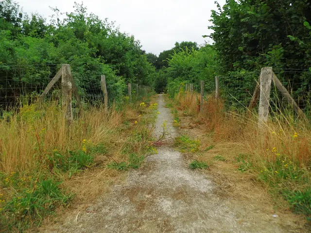 Zugangsweg zum Jubiläumswald an der Feldstraße (nahe Hausnummer 88) in Wesel Obrighoven. Witzigerweise beschreibt die Stadt Wesel den 17.000 Quadratmeter großen Wald als frei zugänglichen Erholungsort. Was dem Beitragsfoto natürlich widerspricht! | Foto: Siegmund Walter, 18.07.2026, 11:49 Uhr