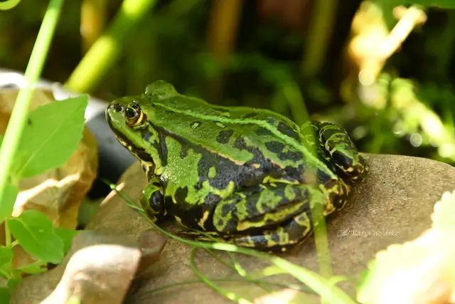 Teichfrosch