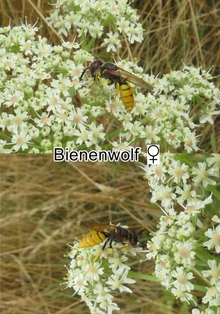 Bienenwolf Weibchen (Philanthus triangulum)  Johann Christian Fabricius 1775
Ordnung: Hautflügler (Hymenoptera)
Überfamilie:	Apoidea
ohne Rang:	Grabwespen (Spheciformes)
Familie:	Crabronidae
Unterfamilie:	Philanthinae
Gattung:	Philanthus
Art:	Bienenwolf | Foto: GvMeegen