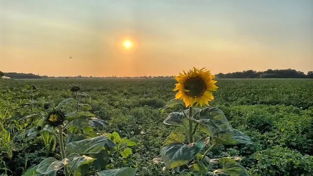 Die mit der Sonne | Foto: copyright Margot Klütsch