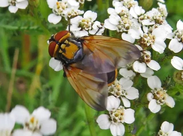Goldschildfliege (Phasia aurigera) | Foto: GvMeegen