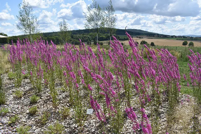 Eindrücke von der Landesgartenschau