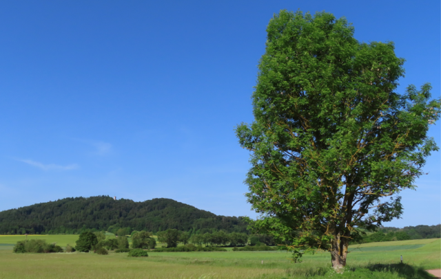 Blick zum "Eisenberg" mit dem "Georg-Viktor-Turm". Über dem letzten Busch (li. unterer Bildrand) ist das Korbacher Storchennest zu sehen. | Foto: M. A.