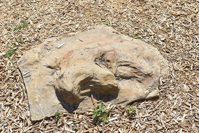 Zurück in die Urzeit: Dinosaurier-Fußabdrücke