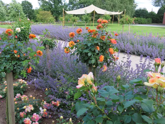 Rosengarten Seppenrade