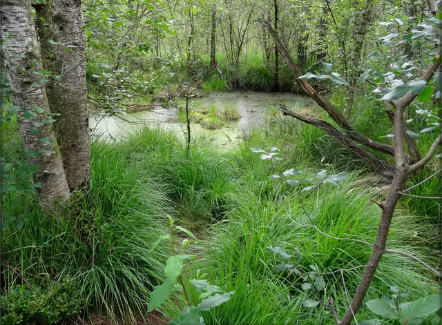 Venner Moor / Senden