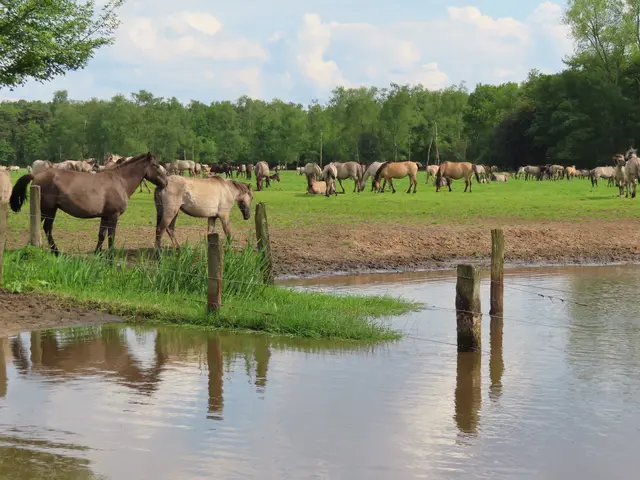 Wildpferde in Dülmen