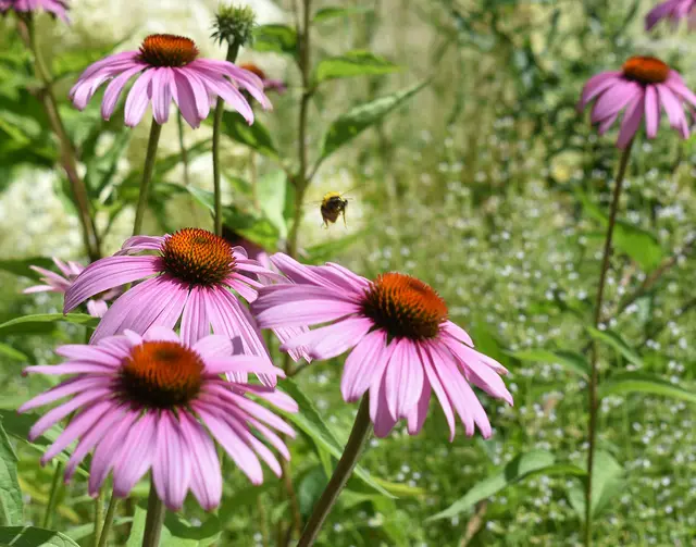 Eindrücke von der Landesgartenschau

