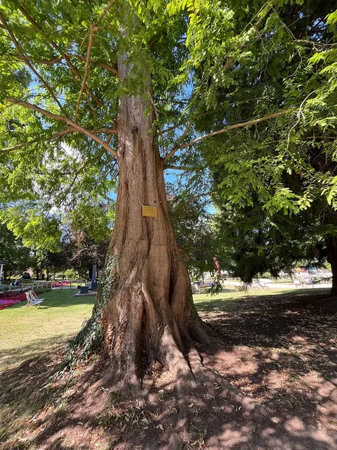 Riesig: Mammutbaum im Kurpark
