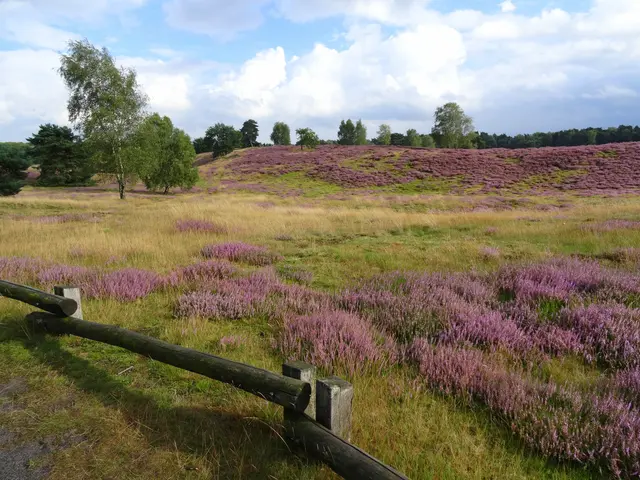 Westruper Heide / Haltern