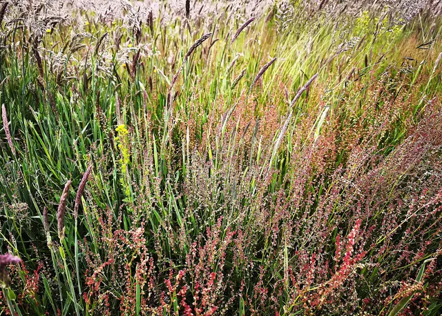Die rote Pflanze erinnert an Quellerpflanzen an der Nordsee. | Foto: Shima Mahi