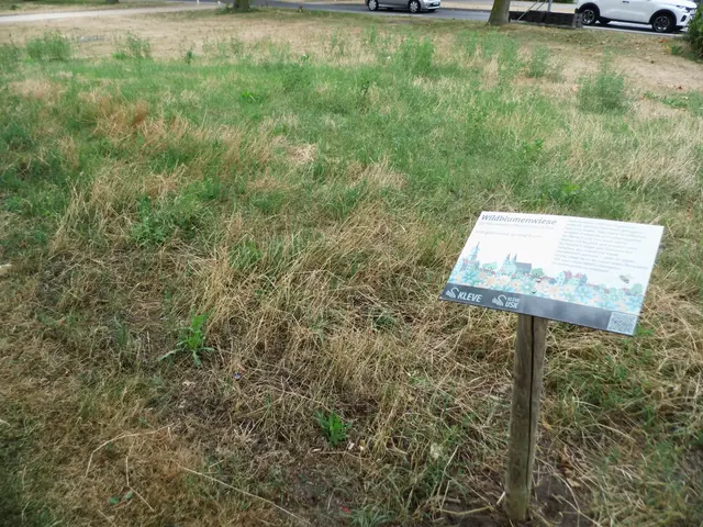 Wiese, die laut Informationsschild eigentlich als bunte Wildblumenwiese gedacht war. "Jetzt geht's rund, es wird bunt!", so die Wortwahl auf dem Info-Schild. | Foto: Siegmund Walter, 22.07.2026, 13:53 Uhr
