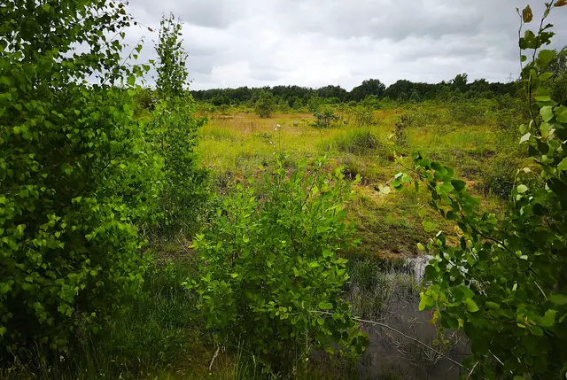Viele Wassertümpel bieten Fröschen und Kröten Lebensgrundlagen. | Foto: Shima Mahi