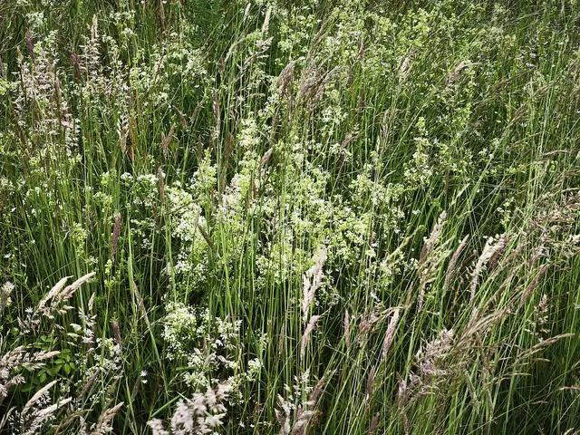 Weiße Blüten im Gras | Foto: Shima Mahi