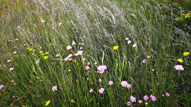 Blütenpracht in rosa und gelb | Foto: Shima Mahi