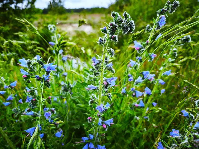 Blütenpracht auf der Wiese | Foto: Shima Mahi