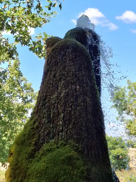 Der legendäre Wasserbaum.