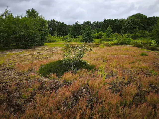 Wiesenpflanzen und niedrige Büsche zeichnen diese Landschaft aus. | Foto: Shima Mahi