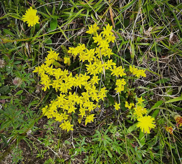 Leuchtendes Gelb | Foto: Shima Mahi