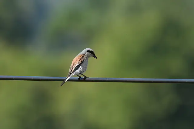 Foto: Copyright Andreas Schäfer