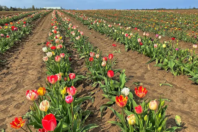 Tulpenfelder bei Grevenbroich | Foto: copyright Margot Klütsch