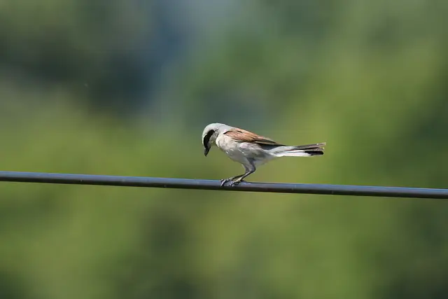 Foto: Copyright Andreas Schäfer