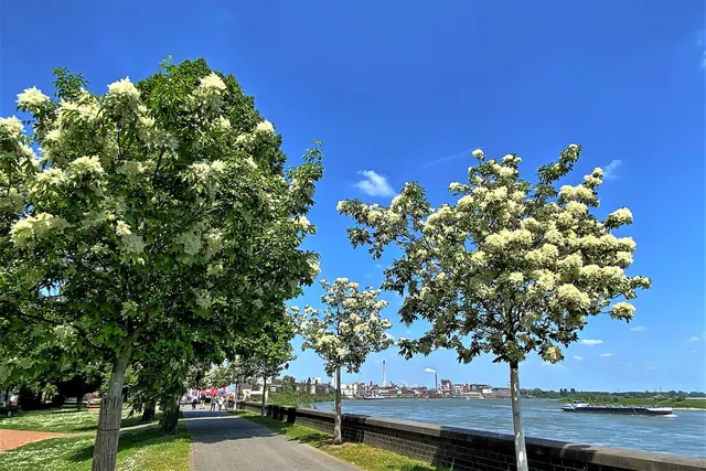 Rheinpromenade, Krefeld-Uerdingen | Foto: copyright Margot Klütsch