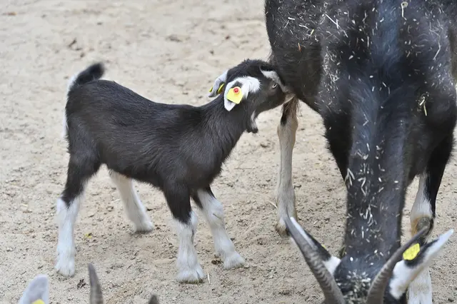 Gibt es Milch als kleine Zwischenmahlzeit?