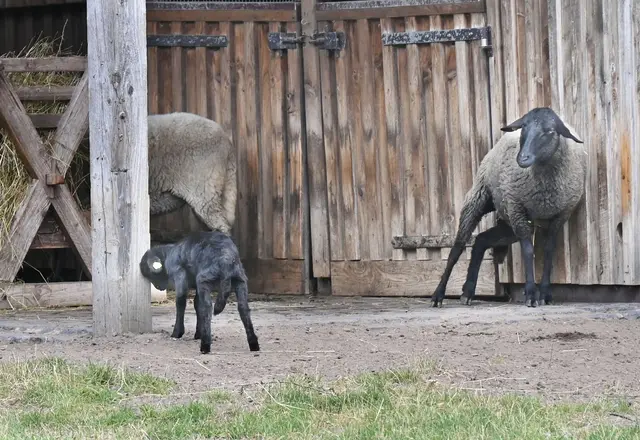 Ein "Schwarzes Schaf" auf Meyers Hof