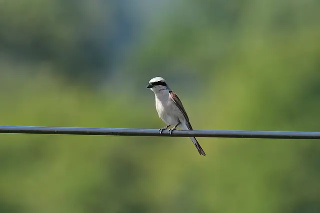Foto: Copyright Andreas Schäfer