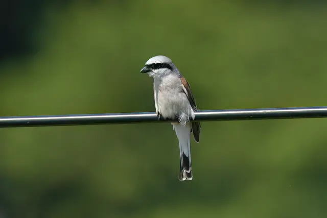 Foto: Copyright Andreas Schäfer