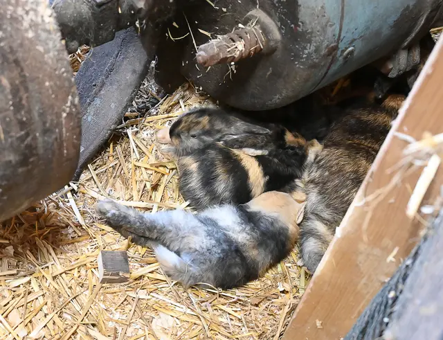 Kuscheln im Stroh: Kaninchen-Babies