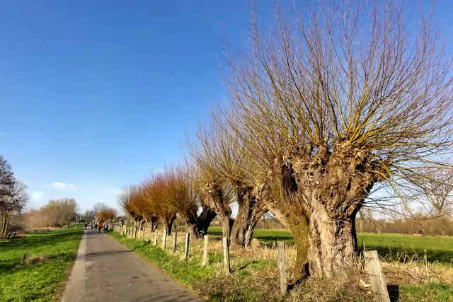 Typisch Niederrhein: Die Kopfweiden am Treidelpfad von Kaiserswerth nach Wittlaer | Foto: copyright Margot Klütsch