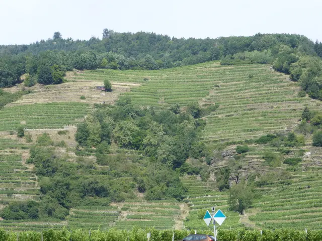 Weinberge