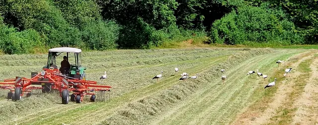 Der Landwirt beim Heu machen , die Störche nehmen es dankbar an, denn jetzt sind die Futtertierchen leicht zu finden.