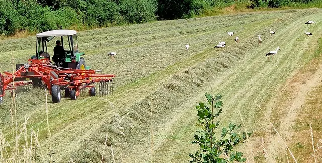 Die Störche lassen sich nicht von dem Traktor stören.