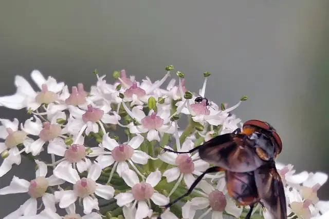 Wanzenfliege auf Bärenklaublüten