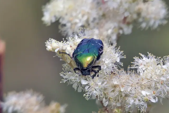 Goldglänzender Rosenkäfer auf Mädesüßblüten