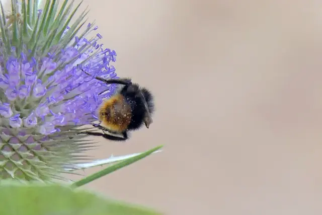 Karde mit Erdhummel (oder Wiesenhummel)