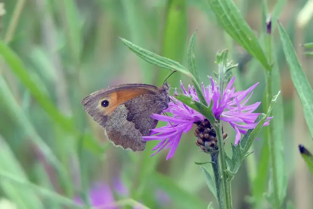 Wiesen-Flockenblume mit Großem Ochsenauge