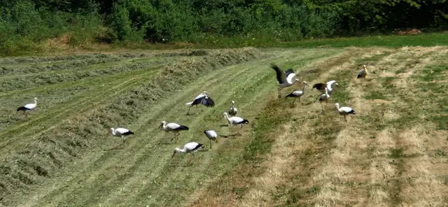 18 Störche auf der Wiese am Radweg Hatzfeld gelandet.