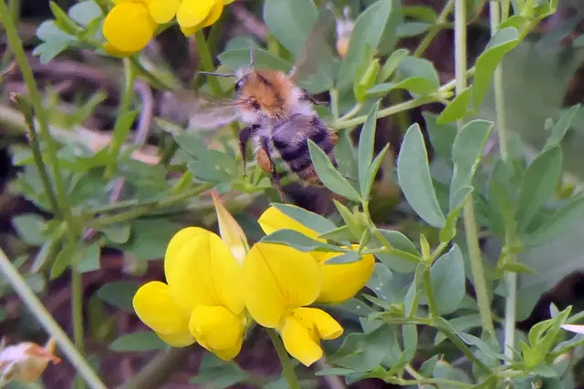 Hornklee mit Ackerhummel