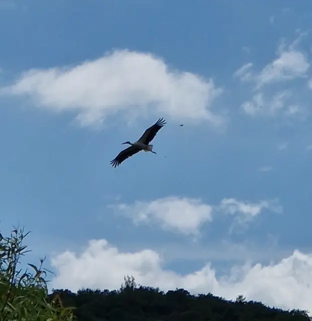 Ein Storch von 18 Störchen über der Wiese am Radweg Hatzfeld