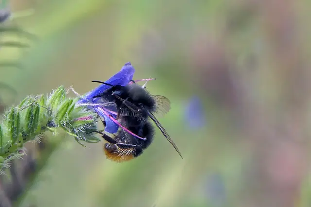 Natternkopf mit Steinhummel