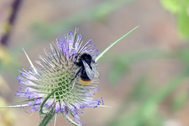Karde mit Erdhummel