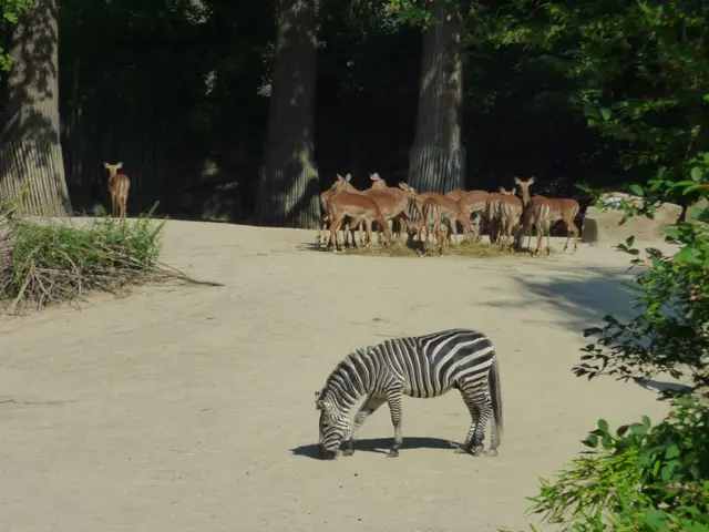 Impalas, Thomson-Gazellen, Zebras